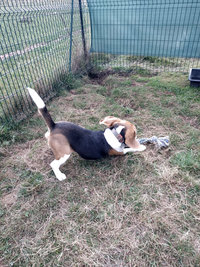 Sorties sur parcours des Chiens